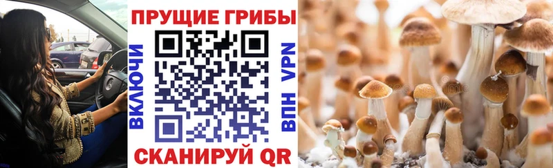 Галлюциногенные грибы MAGIC MUSHROOMS  Светлоград 